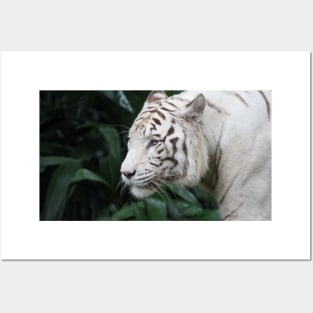 White Tiger Posters and Art